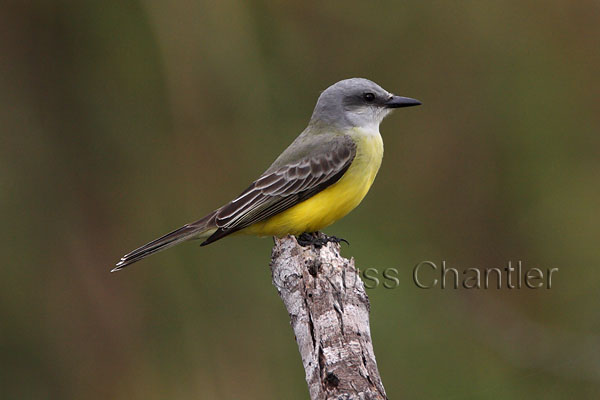 Couch's Kingbird © Russ Chantler